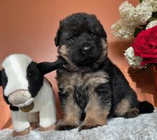 GSD female puppy,  VA1 Mongrif Legacy Granddaughte