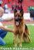 AJAX Grand Pa- Django Dad (VA6 Nando vom Gollerweiher)