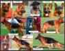 AJAX  pedegree Pictures week 7 pic