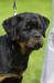 Apache Suny Day's 4 months old