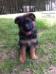 Jake's puppy
