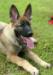 Jäger - 13 weeks