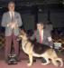 Redondo Dan-Ann's Mr Ruklakar (Dayton Kennel Club) November 1986