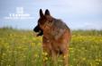 Rosty in Grassland Huitengxile