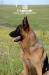 Rosty in Grassland Huitengxile
