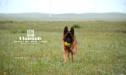 Rosty in Grassland Huitengxile