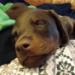 Reggie sleeping on mummy