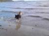 at the beach with Pella
