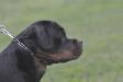 Al Capone Suny Day's 9 months old