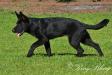 Macho vom Alt-Ostland 5 mo