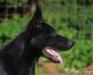 Macho vom Alt-Ostland 7 mo