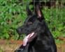 Macho vom Alt-Ostland 7 mo