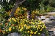 Flora di villa Cucinotta