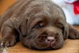 2 weeks old