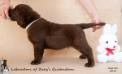 5 weeks old