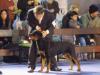 Mejor cachorro de raza (8 months old) Juez Carlos Manso (Brasil).-