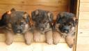 3 sisters from S liter Landus - Paje 