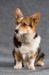 pembroke welsh corgi Varya