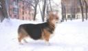 pembroke welsh corgi Varya вельш корги пемброк Варя