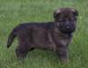 Puppy a few weeks old, waiting to come to his new home