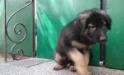 Puppies of Barcardi Breeze von Sunrise 56 days