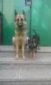 Puppies of Barcardi Breeze von Sunrise 56 days