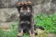 10wks