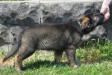11wks