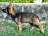 13wks