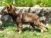 14wks