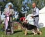 August 1st 2016 - Best in Show under Mr. Arley Hussin at the Alberta Kennel Club.