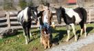 Ranger with a few of the ranche's horses