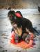 Ranger the sled pup