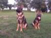 Blurry image of Strongbond&#x27;s Wile E Coyote and Soren