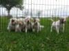 Litter at 4wks; 4 females, 1 male