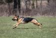 Running 6 years old