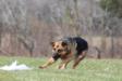 Lure coursing