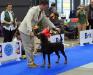 23&#x2F;10&#x2F; 2014 NATIONAL DOG SHOW, BRNO, CZECH REPUBLIC: Judge Rafael Malo Alcrudo (ESP): CAC, Národní vítěz, BOB