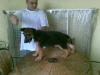 12 wks