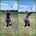 2018-04-29 DFW Working Dogs' AD