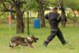 2018-06-02 South TX Syndicate Ringsport Club - MR Trial - Level 1 - Flee attack w/USMRA decoy Allison Seghetti-Kehoe