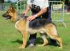 Belgian Siegershow 2004 - SG5 at 13 months