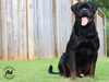 Akbarforce Mack (Batman) July 2020.2