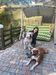 American Bulldogs Platon and Kuba.