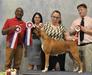 La Diva Box Von Sanchez  ICE Dog Show 