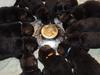 &quot;A Litter&quot; 3.5 weeks old