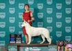  Reserve Grand Champion White Shepherd National Specialty