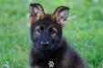 GSD Soul