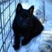 Minx in the Snow