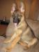 Puppy Pictures